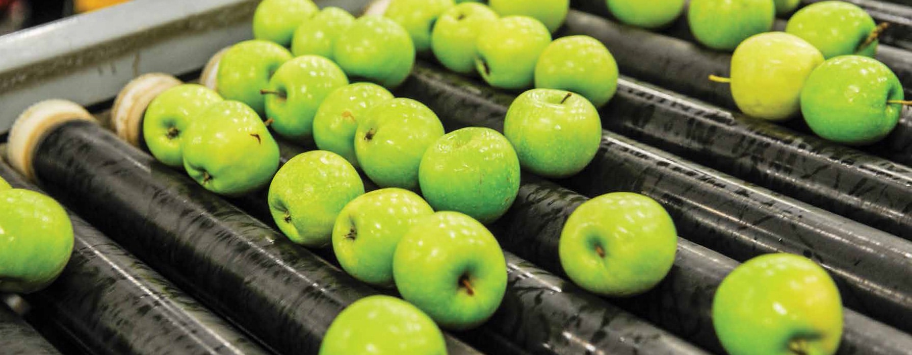 green apples being cleaned in a factory setting